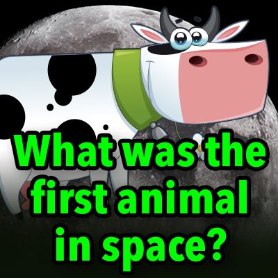 What was the first animal in space? 