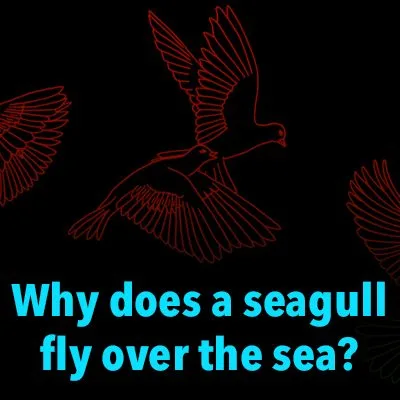 Why does a seagull fly over the sea?