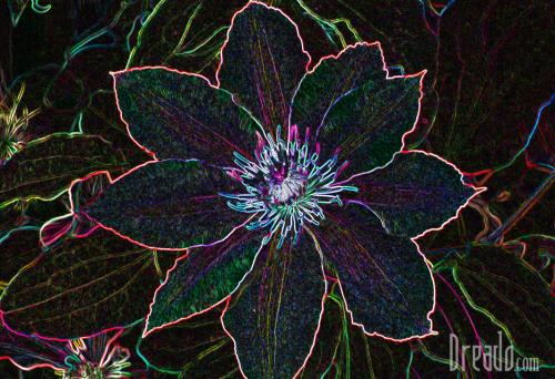flowers11