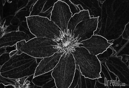 flowers12