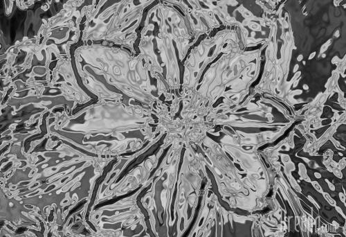 flowers13