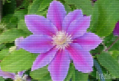 flowers14