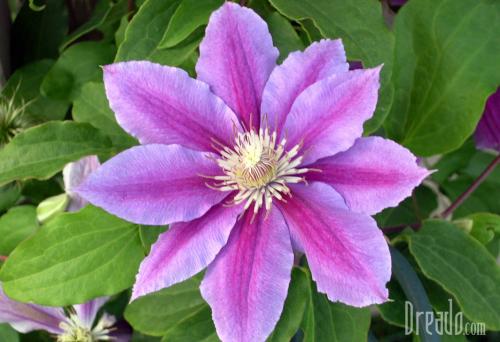 flowers15