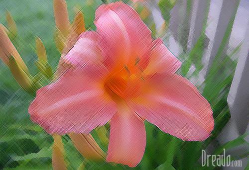 flowers16