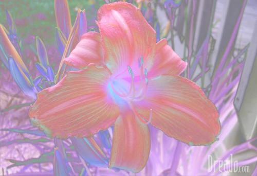 flowers17