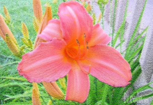 flowers20