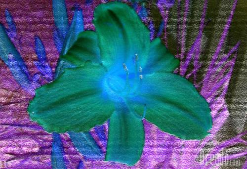 flowers21
