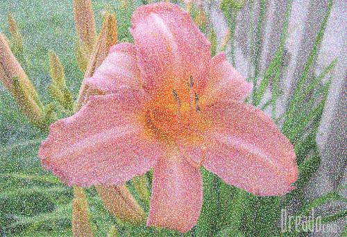 flowers22