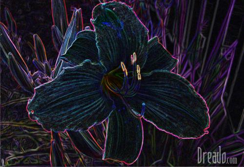 flowers23