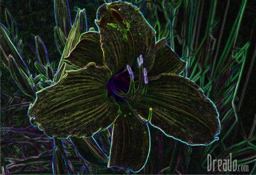 flowers24