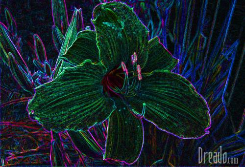 flowers25