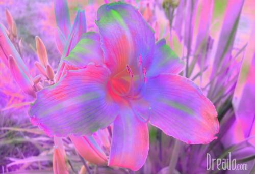 flowers28