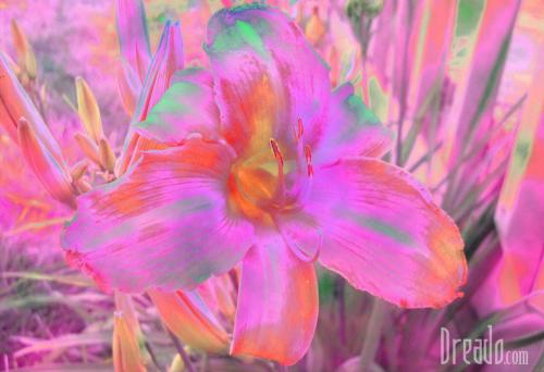flowers29