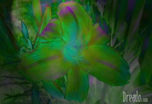flowers30