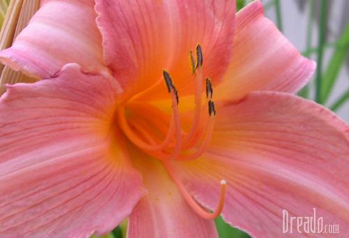 flowers31