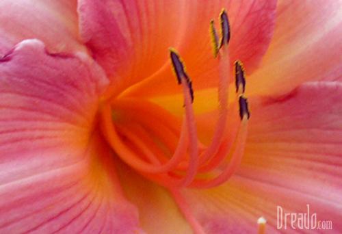 flowers32