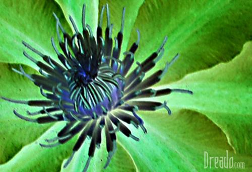 flowers33