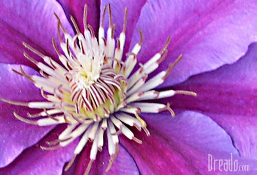 flowers34
