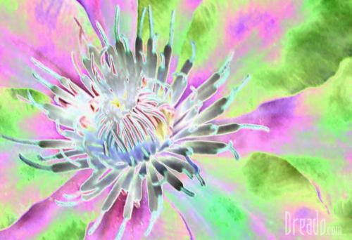flowers35