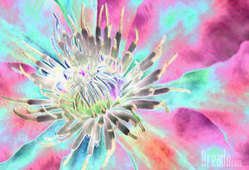 flowers38