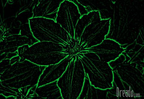 flowers5