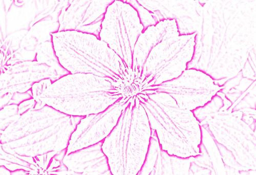 flowers6