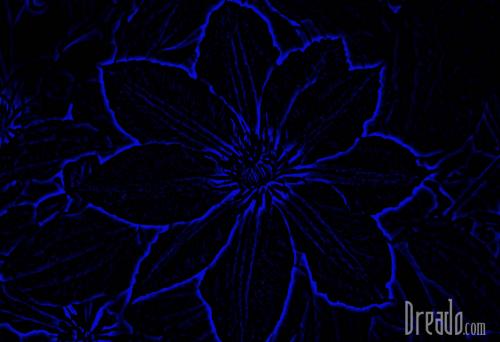 flowers7