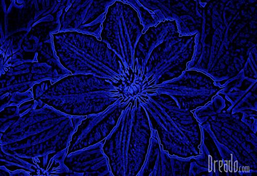 flowers8
